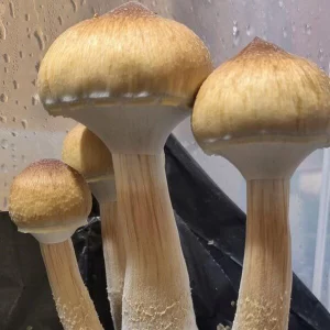Nepal Mushroom Spores